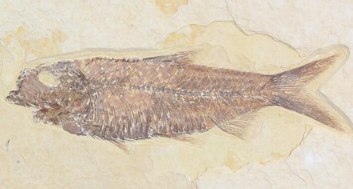 Detailed, Knightia Fossil Fish - Wyoming #42353